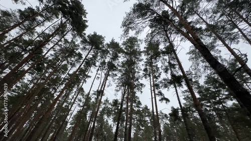 Panorama of pine tree tops in an autumn forest. High quality 4k footage