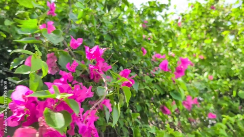 ブーゲンビリア Bougainvillea オシロイバナ科 熱帯性の低木 イカダカズラ ココノエカズラ