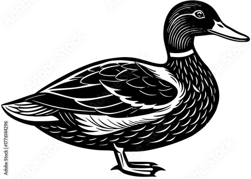 Mallard Duck — Colorful Waterfowl Common in North American Lakes and Ponds