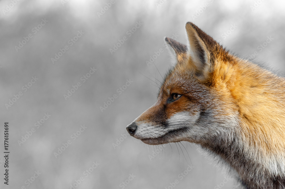 Fototapeta premium A close-up portrait of a red fox (Vulpes vulpes) taken in winter