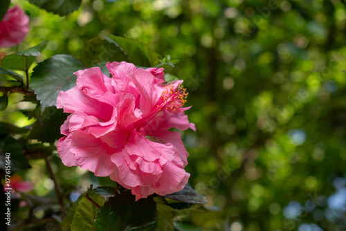 Pink China Rose flower hangs on the branch