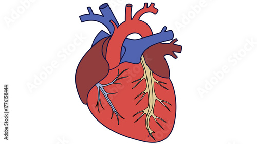 Vibrant human heart illustration symbolizing life, health, and vital circulation for medical and educational purposes