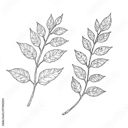 Elegant twigs with leaves, made by hand. Vector illustration, Botanical collection isolated on a white background. Suitable for postcards, logos, decorations, invitations, cosmetic design. 