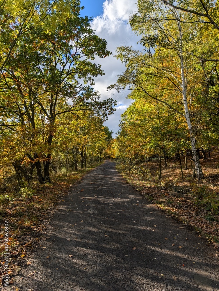 Fototapeta premium Shaded Asphalt Road in an Autumn Forest with Yellow Leaves