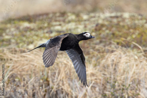 adult summer plumage Long-tailed Duck Clangula hyemalis in flight in Tuktoyaktuk, Northwest Territories, Canada