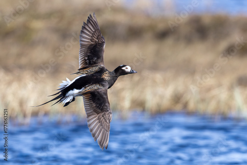 adult summer plumage Long-tailed Duck Clangula hyemalis in flight in Tuktoyaktuk, Northwest Territories, Canada