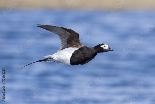 adult summer plumage Long-tailed Duck Clangula hyemalis in flight in Tuktoyaktuk, Northwest Territories, Canada