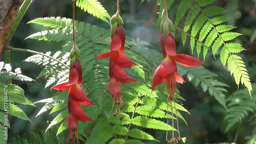 Crimson Tubular Floral Specimens Suspended Delicately Before a Lush Backdrop of Fern
