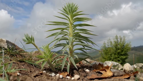 Plant Species Known as Sedum Lineare Thunberg in a State of Healthy Development and