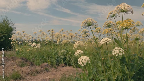 White Wildflower Blooming in a Natural Field