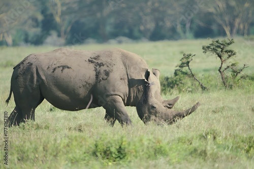 Quadro su tela Wild white rhino with a big horn, not confirming the position because of poacher