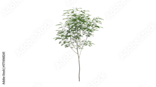 A young, slender tree with vibrant green leaves and a light brown trunk, presented as a clear cutout on a solid background. background removed