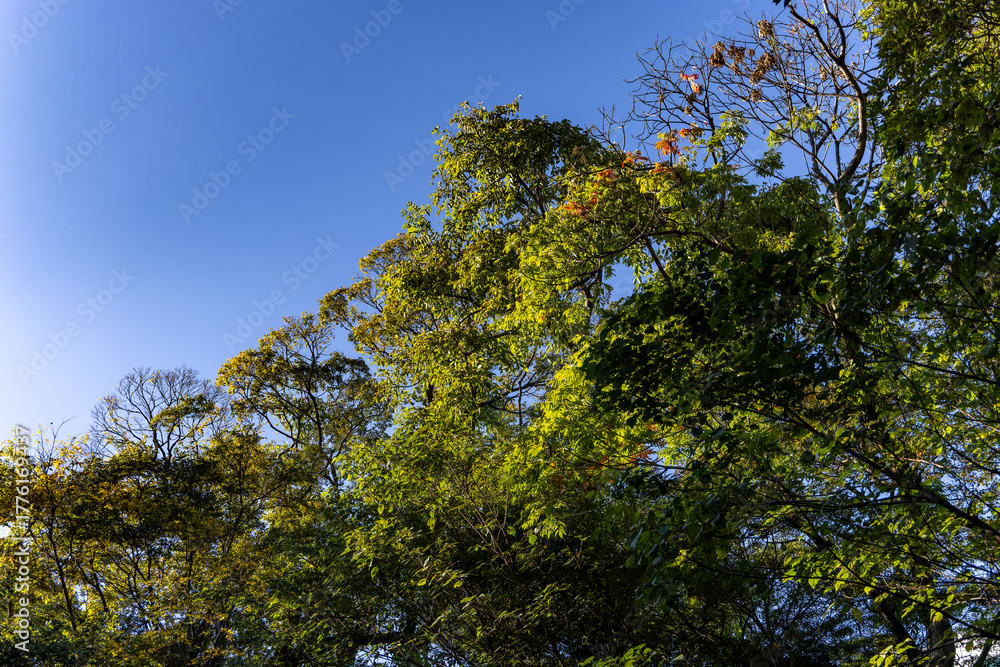 Obraz premium 都心散歩 カラスの浜離宮