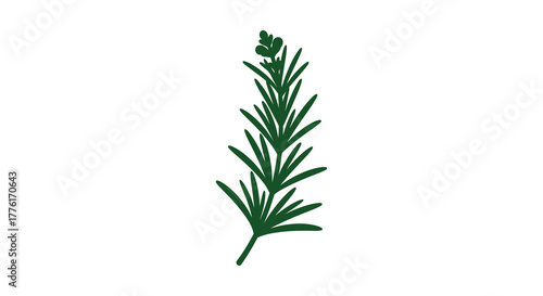 A single sprig of fresh green rosemary herb with small buds at the top isolated on a white background