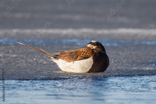 adult summer plumage male Long-tailed Duck Clangula hyemalis sleeping on spring ice at Watson Lake, Yukon, Canada