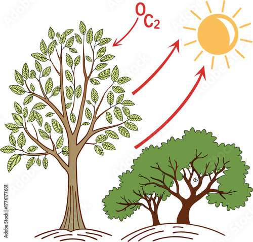 photosynthesis process with trees sunlight and gas exchange concept
