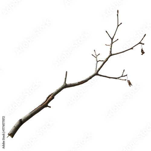 Simple bare tree branch with dried leaves against black on transparent background