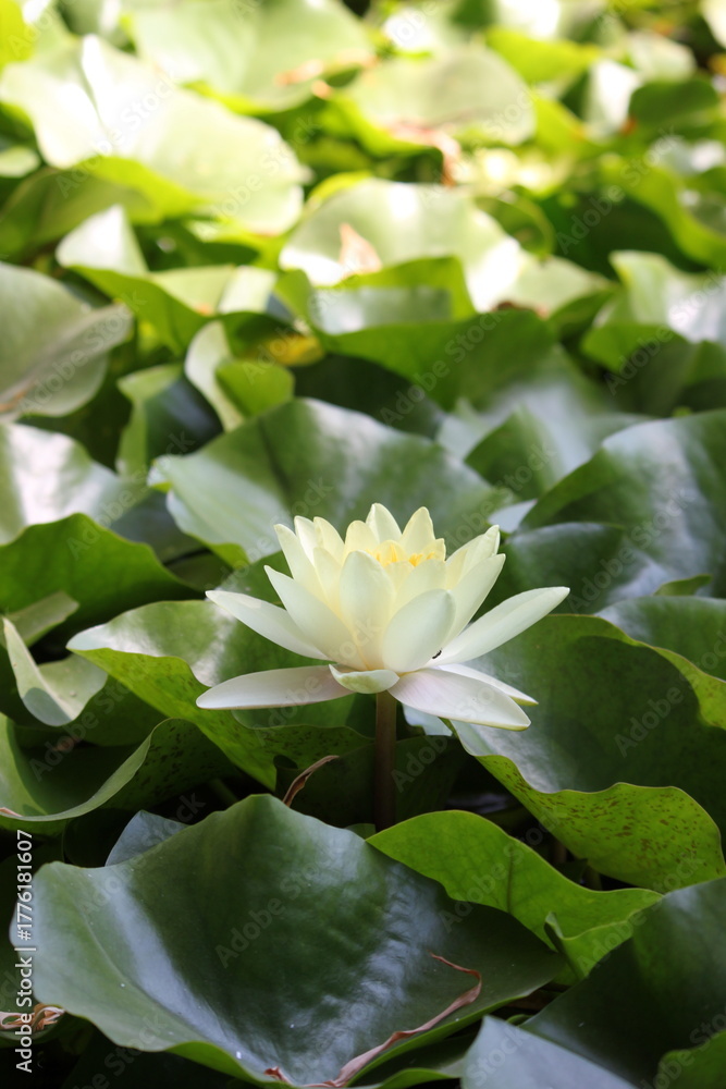 Obraz premium Orto Botanico, Palermo