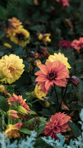 Photos Prato fiorito