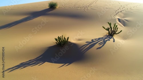 Desert Dunes with Plant Life and Shadows