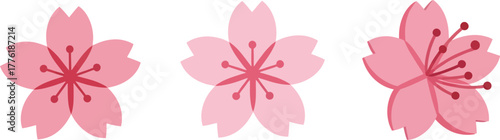 Three delicate pink cherry blossom flowers isolated on for spring floral designs isolated on transparent background