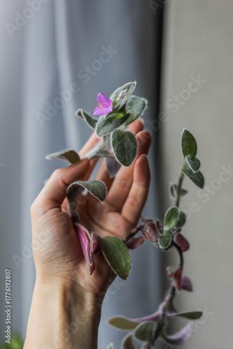 Tradescantia sillamontana. Home green plants in pots. Watering and growing herbaceous flowers.