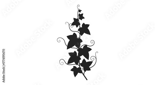 Elegant black silhouette of a climbing ivy vine with detailed leaves and curling tendrils on a white background