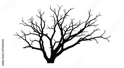 Silhouette of a bare deciduous tree with intricate branches against a stark white background