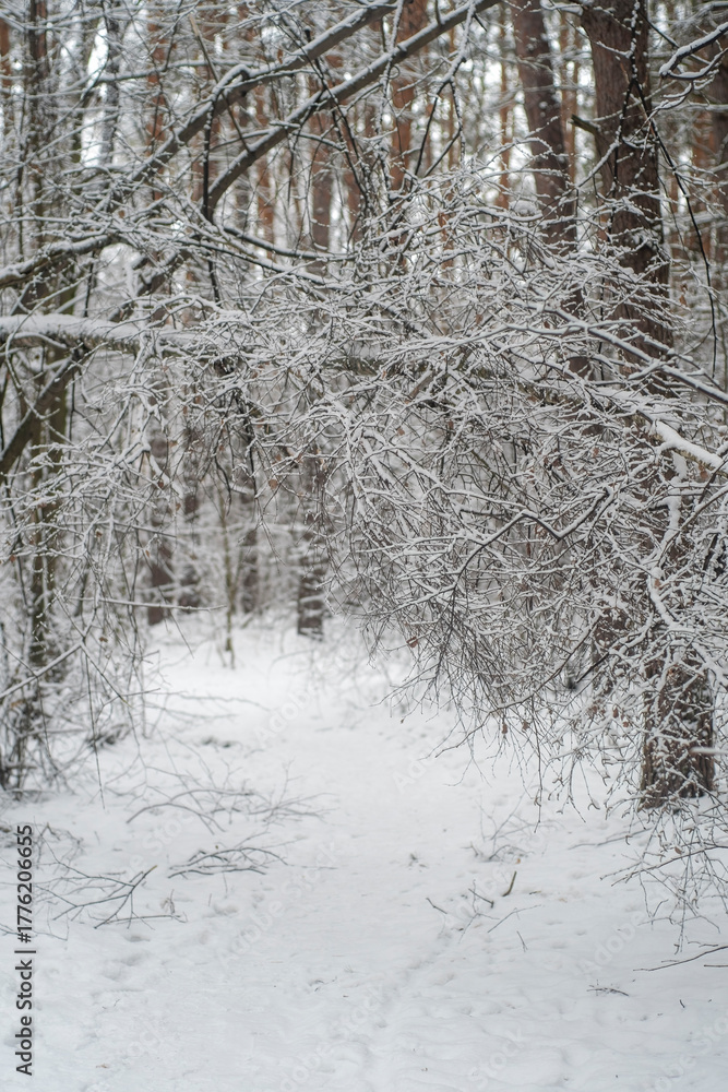 Obraz premium A trodden path in a winter forest. A path between trees in a park. Background with a winter landscape.