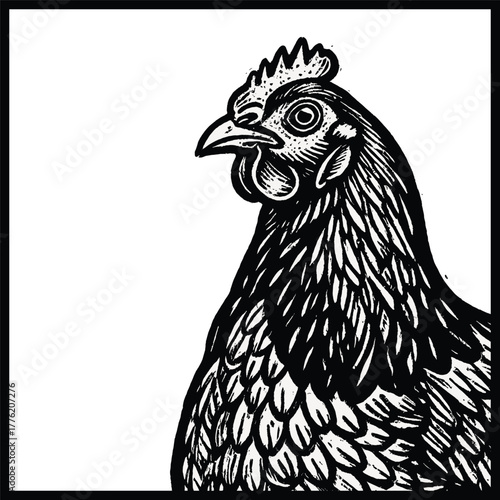 Chicken, Hen, Rooster vector illustration, isolated black and white art