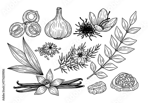 Set of herbs plants, hand drawn, illustration