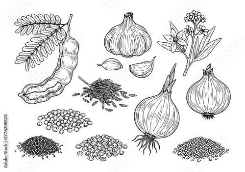 Set of herbs plant Tamarind, Garlic, Cumin, Shallot, Onion, Mustard Seed, Fenugreek, Sesame Seed. hand drawn style. black and white line art drawing, no color, no shading