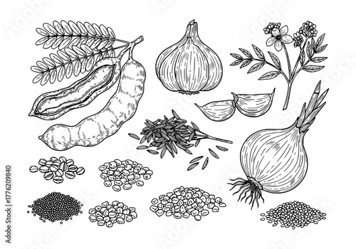 Set of herbs plant Tamarind, Garlic, Cumin, Shallot, Onion, Mustard Seed, Fenugreek, Sesame Seed. hand drawn style. black and white line art drawing, no color, no shading