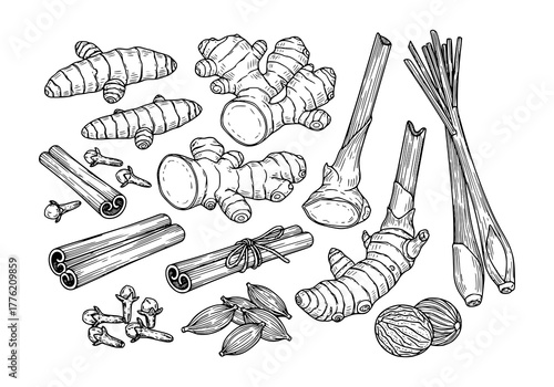 Set of herbs plant Turmeric, Ginger, Galangal, Lemongrass, Cinnamon, Clove, Cardamom, Nutmeg .hand drawn style. black and white line art drawing, no color, no shading