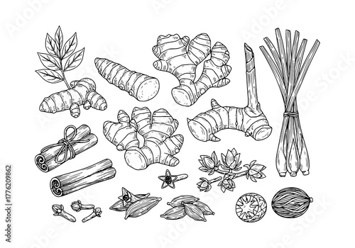 Set of herbs plant Turmeric, Ginger, Galangal, Lemongrass, Cinnamon, Clove, Cardamom, Nutmeg .hand drawn style. black and white line art drawing, no color, no shading