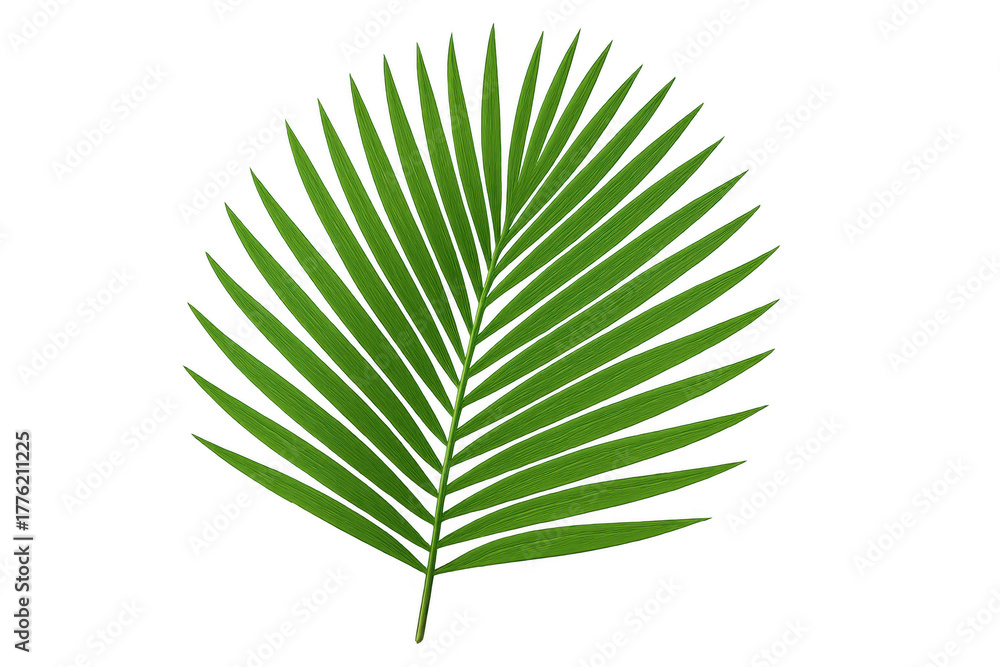 Obraz premium Green palm frond tropical leaf with transparent background creating a vibrant summer vacation nature element