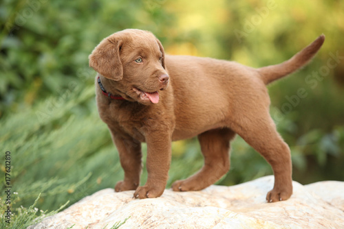 Chesapeake Bay retriever puppy in the garden