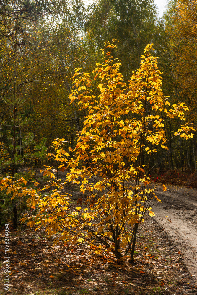 Fototapeta premium Autumn forest. Walk in nature. Tourism in the forest area.