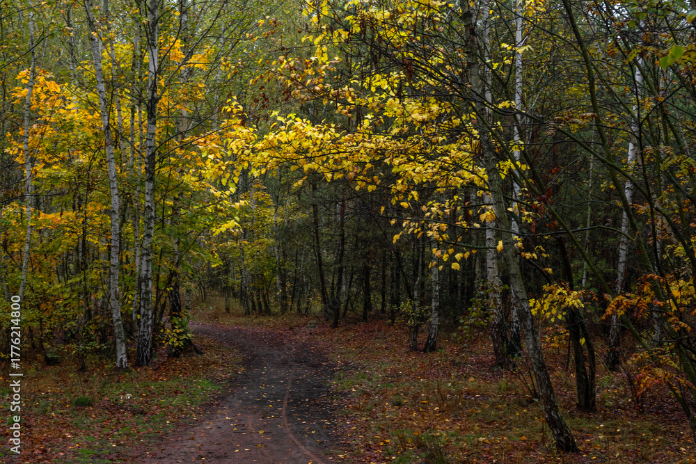 Naklejka premium Autumn forest. Walk in nature. Tourism in the forest area.