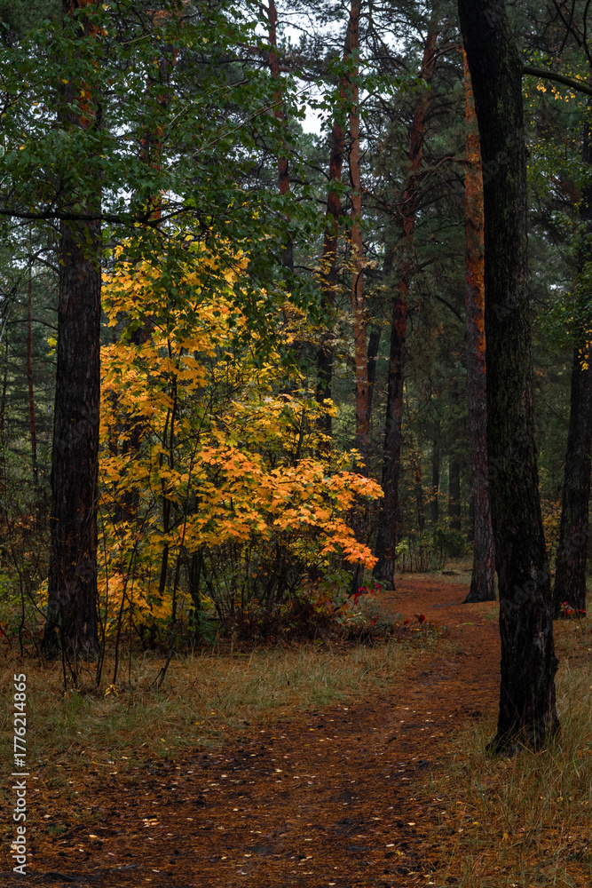 Obraz premium Autumn forest. Walk in nature. Tourism in the forest area.