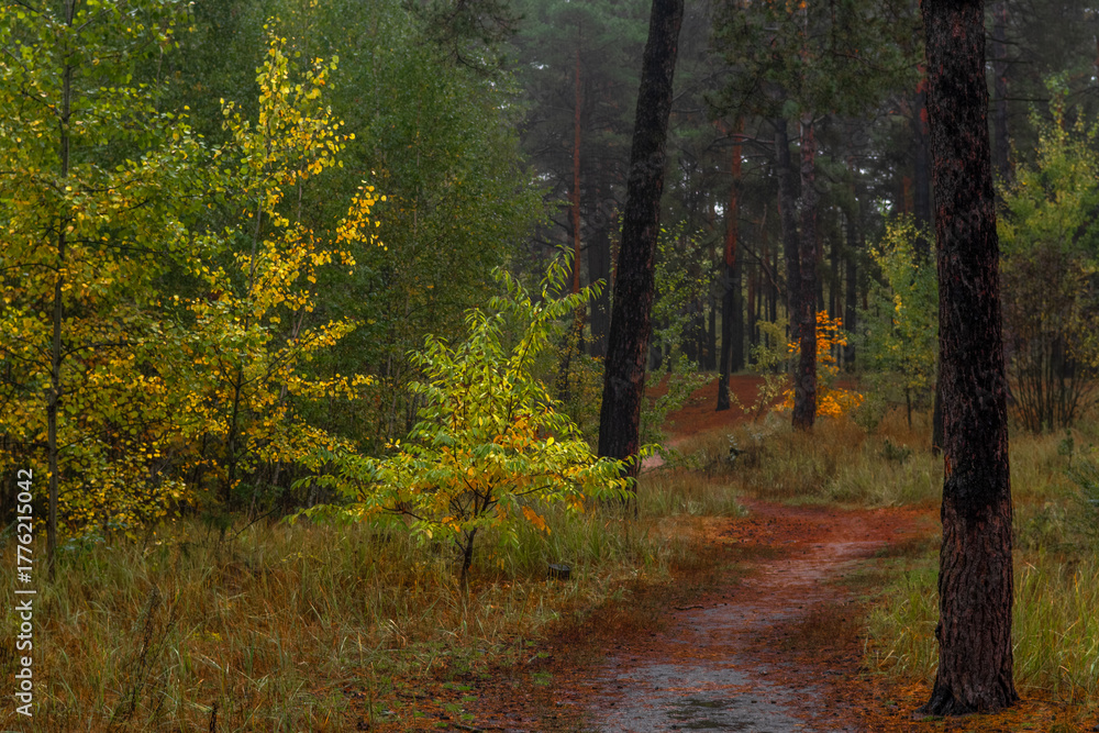 Obraz premium Autumn forest. Walk in nature. Tourism in the forest area.