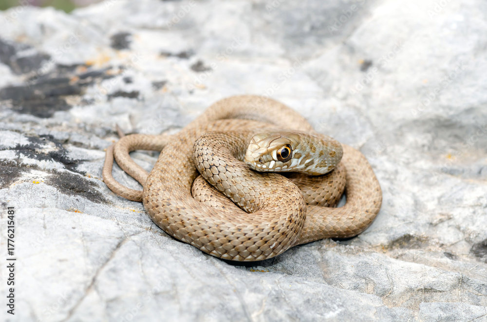 Obraz premium Colubro lacertino (Malpolon monspessulanus)
