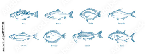 Hand drawn sketch fish animals set. Vector isolated vintage illustration