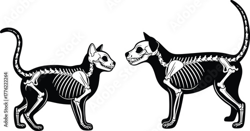 Animal anatomy vector illustration showing cat and dog skeletons, veterinary science, pet x-ray concept, educational biology diagram for medical learning and research