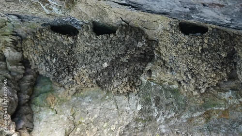 Mehlschwalbe // Western house martin (Delichon urbicum) an Natur-Nest in einer Felswand