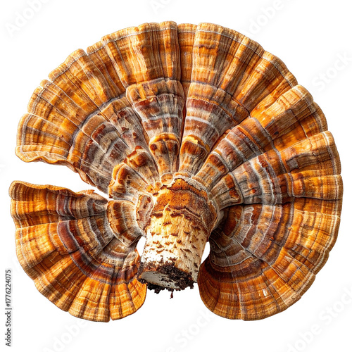 A close-up view of a bracket fungus with concentric bands of warm orange and brown, clipart, isolated on a transparent background.