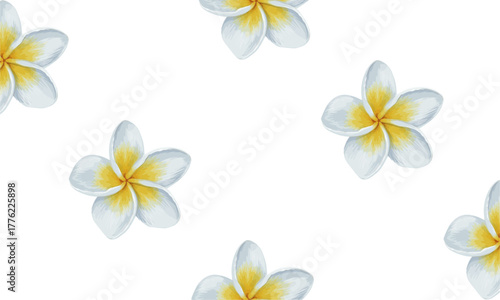 white frangipani flowers