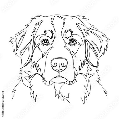 Bernese Mountain Dog portrait in vector line art, fluffy tricolor breed illustration with detailed outline and kind expression for modern decor