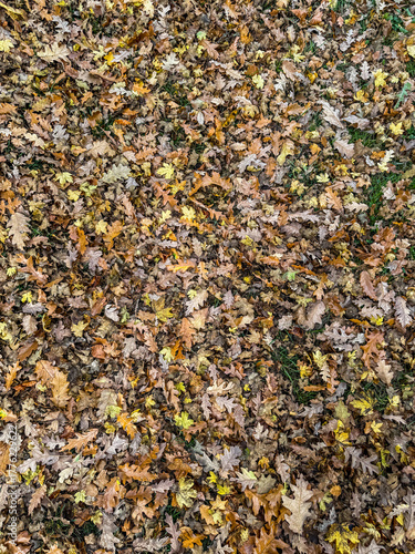 An overhead, close-up view of a dense blanket of fallen leaves in varied autumnal colors—brown, gold, and yellow—covering the ground and patches of green grass.