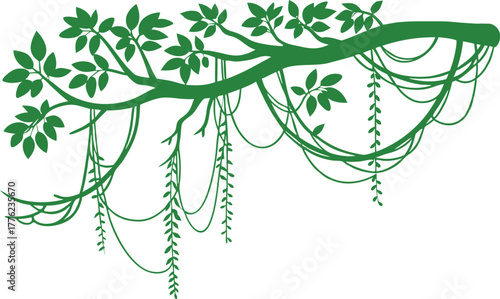 Green vine branch with hanging leaves and tendrils on white background. Natural botanical illustration perfect for eco design, jungle art, and tropical nature themes. Ideal for decoration and digital 